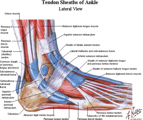 Ankle joint an overview sciencedirect topics. Tendons In The Foot | Foot anatomy, Ankle anatomy ...