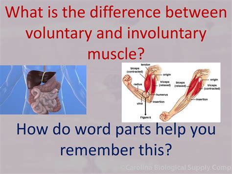 Ppt Muscles Powerpoint Presentation Free Download Id519454