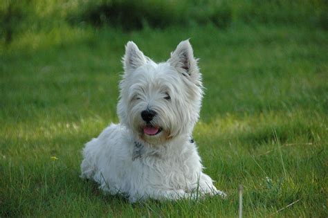 West Highland White Terrier Puppies For Sale Buckeye Puppies