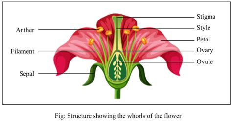 A Typical Angiosperm Flower Consists Of Four Floral Parts Give The