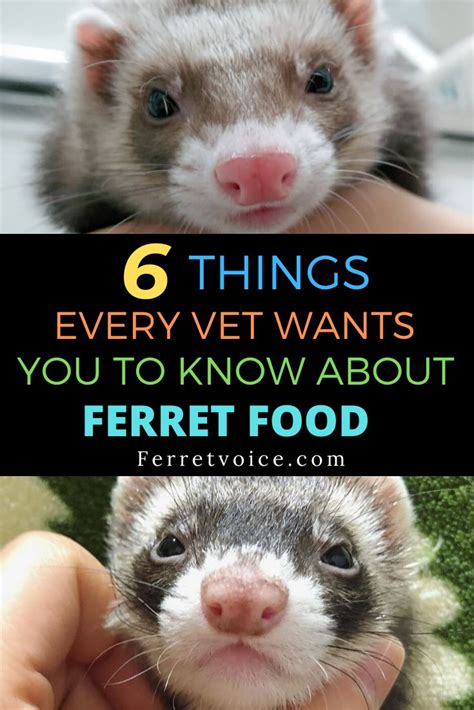 6 Things Every Vet Wants You To Know About Ferret Food Ferret