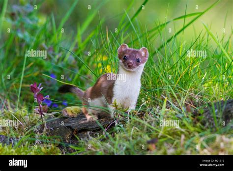 Ermine Stoat Short Tailed Weasel Mustela Erminea Standing On Dead