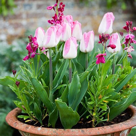 All you need is a few pots, a big bag of container compost and the plants. Easy summer flower pots - gardening ideas - Good Housekeeping