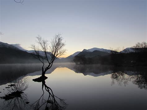 Free Photo Lonely Tree Reflection Flow Lake Lonely Free Download