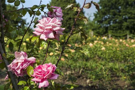 Rose Garden In Regents Park Stock Image Image Of Attraction Kingdom