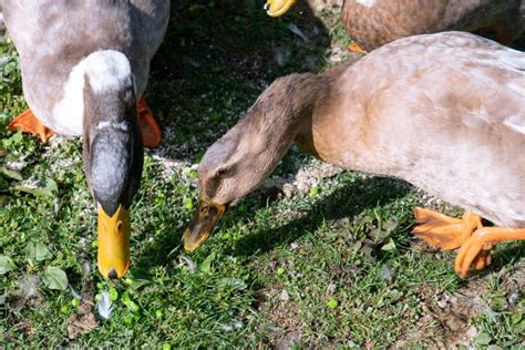 4 Reasons Why You Shouldnt Feed Bread To Ducks
