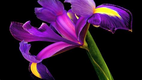 47 Iris Flower Wallpaper Wallpapersafari