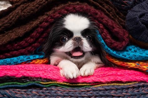 Japanese Chin Small Empathetic Dogs With Minimal Exercise Needs