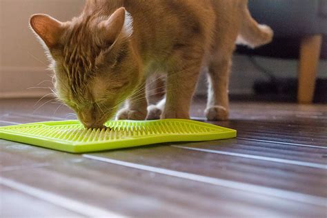 Enrich your cat's life and improve cat's weight with a slow feeder. LickiMat Soother Helps Calm & Entertain Your Cat