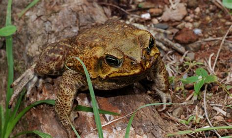 Frog Toxins For Medicine Smithsonian Tropical Research Institute