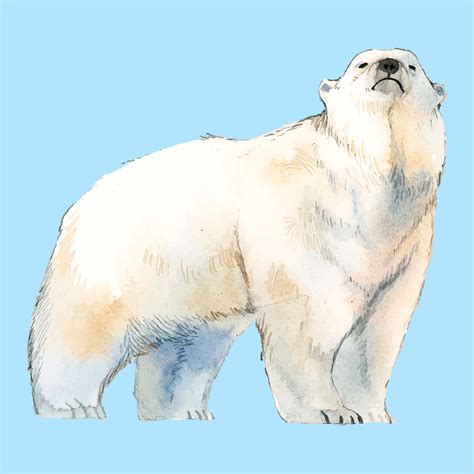 Polar Bear Watercolor Style Vector Download Free Vectors Clipart