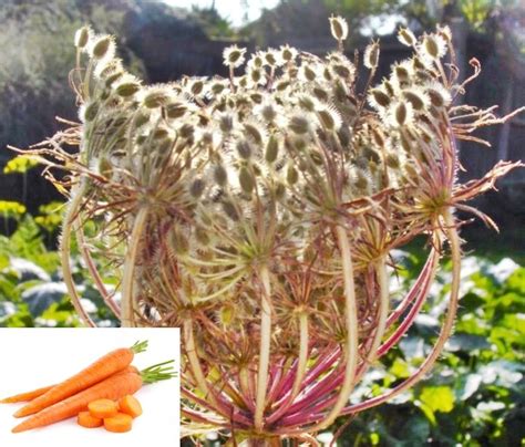 Ph is a measurement of acid/alkaline values in the soil content. How to Harvest Carrot Seeds for Garden Replanting