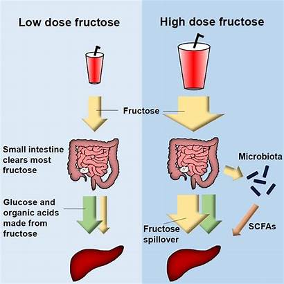 Fructose Metabolism Intestine Liver Cell Mouse Fatty