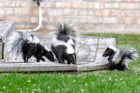 What Homeowners Should Know About Skunks | The Family Handyman