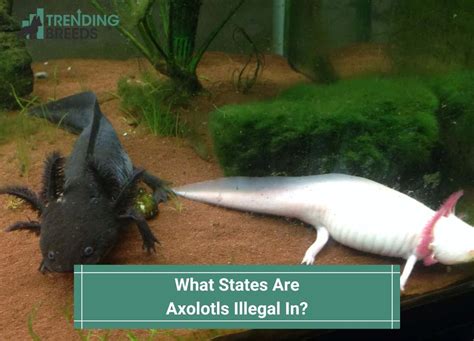 What States Are Axolotls Illegal In And Why