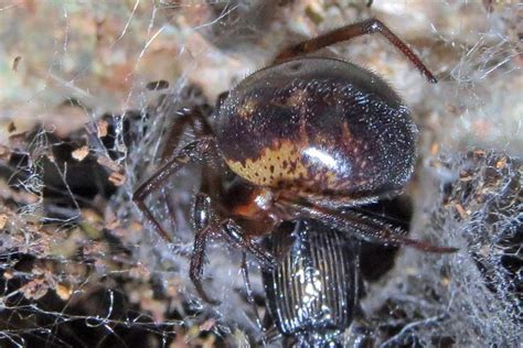 Noble False Widow Spider Bites Can Require Hospital Treatment Study