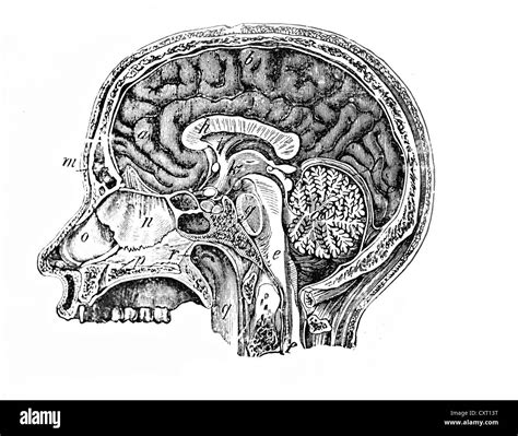 Human Head Anatomy For Artists