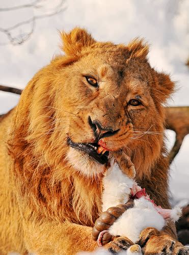 This list of largest cats shows the 10 largest extant felidae species, ordered by maximum reported weight and size of wild individuals on record. The Carnivores: The Most Fearless and Ferocious Animals