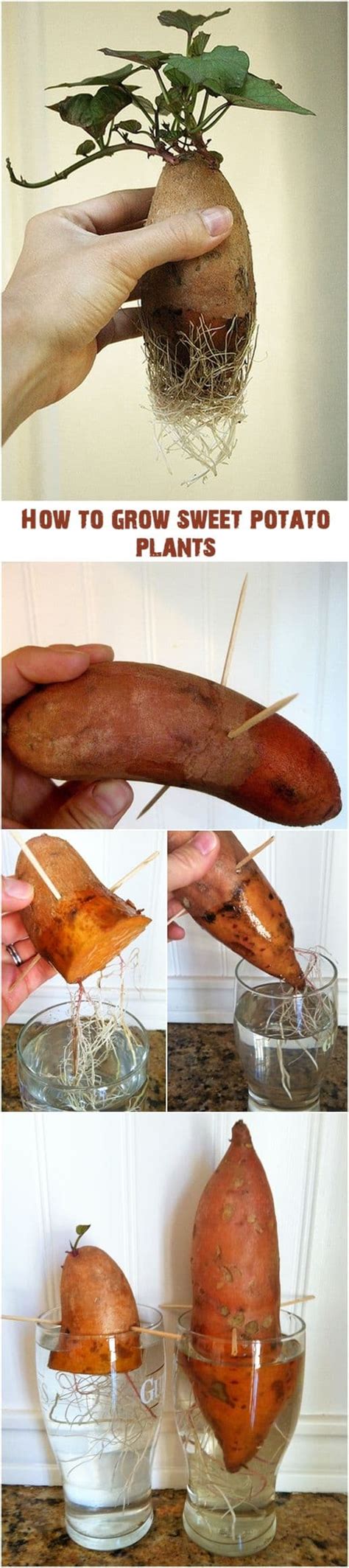 Begin sprouting slips 6 to 8 weeks before planting outdoors. How To Grow A Sweet Potato Vine From A Sweet Potato ...