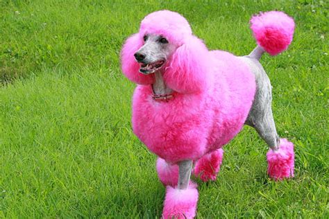 Pink Poodle Stock Photos Pictures And Royalty Free Images Istock