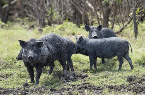 Montana Ag Producers Want More Action On Canadian Feral Pigs