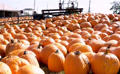 11 pumpkin patches in the GTA you can visit this October | Daily Hive Toronto