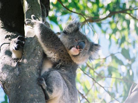 Koala Phascolarctos Cinereus Wiki Display Full Image