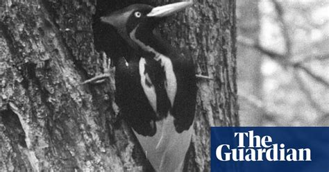 Back From The Dead Elusive Ivory Billed Woodpecker Not Extinct