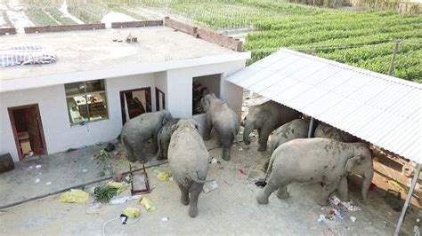 Wild Elephants Roam Around Village In Sw China Xinhua English News Cn