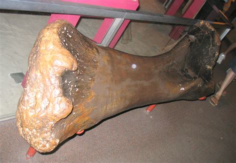 Filebrachiosaurus Leg Bone