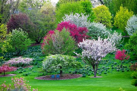 A List Of Ornamental Trees For Landscaping With Beautiful Pictures My