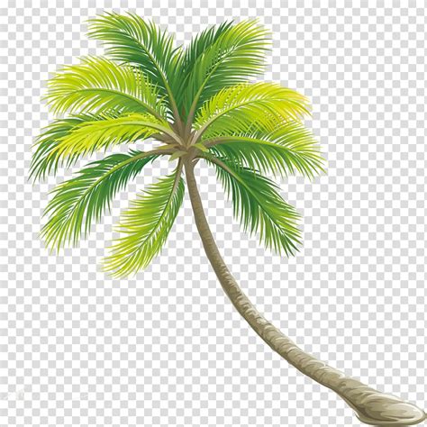 Download Miễn Phí 4000 Background Coconut Tree Cực Kỳ Tươi Sáng Và Sôi