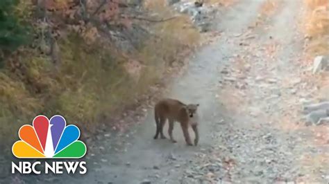 Hiker Speaks Out After Terrifying Cougar Chase On A Utah Mountain Nbc