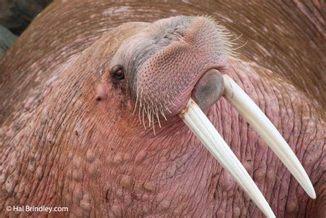 Incredible Walrus Facts That You Need To Know Travel 4 Wildlife