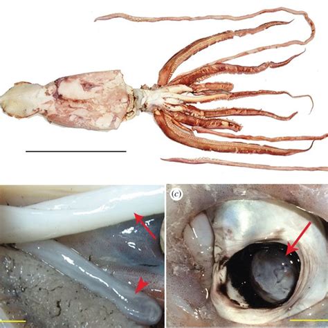 The Giant Squid Specimen A The Giant Squid After Fixation Mantle