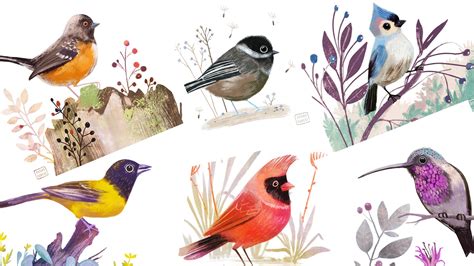 Susanszecsi Bird Illustrations