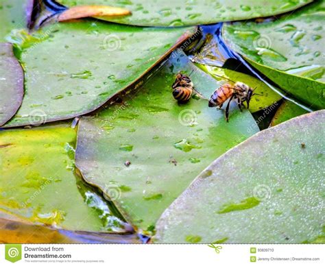 Honey Bee On Lily Pad Leaf In Utah America Usa Stock Photo Image Of
