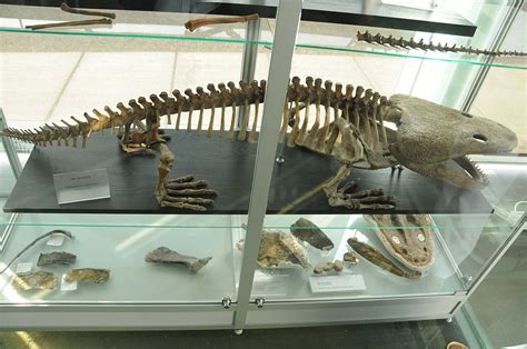 Metoposaurus Wikipedia