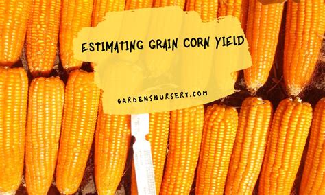 Estimating Grain Corn Yield Gardens Nursery