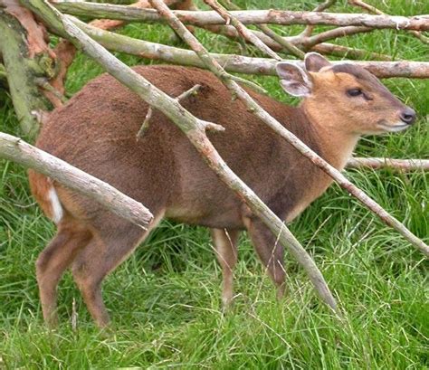 This muntjac grows to 0.5m high at the shoulder, 0.95 m (37 inches) in length, and weighs between 10 and 18 kg. Muntjac Deer doe | Deer pictures, Deer doe, Animals