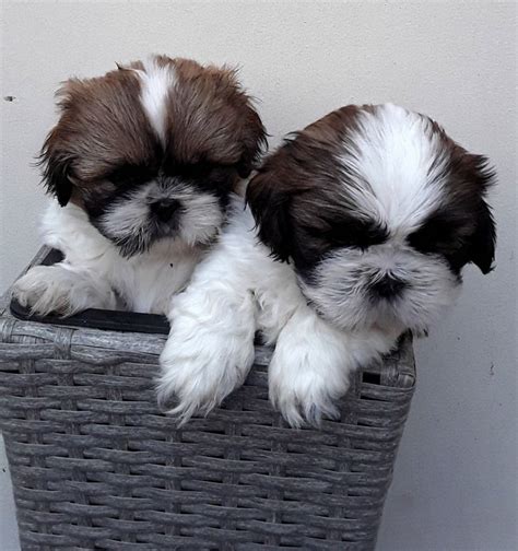 Top Quailty Kc Beautiful Beautiful Shih Tzu Puppies Offer €300