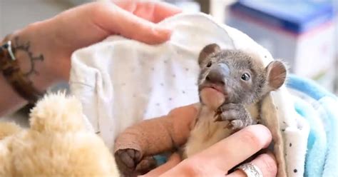 Tiny Orphaned Baby Koala Gets Cute Arm Cast After Falling From Tree