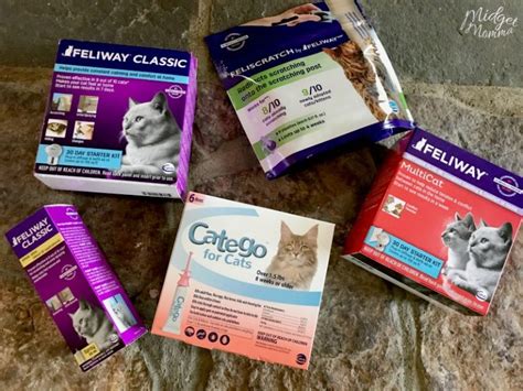 Tips For Introducing A New Cat To Your Home Midgetmomma