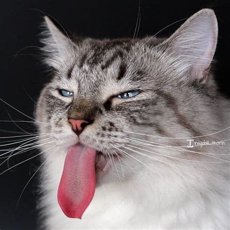 He gives the cat milk every day. Meet Thorin, My Cat With The Incredibly Long Tongue ...