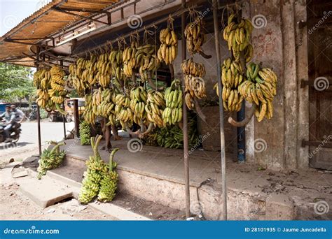 Hanging Bananas Stock Image Image Of East Food Bunch 28101935