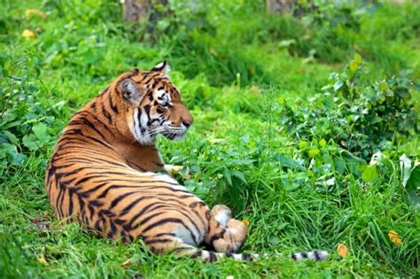 Sumatran Tiger Hunting — Stock Photo © Neelsky 37928519