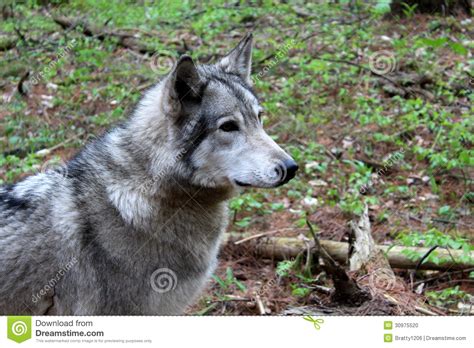 Beautiful Timber Wolf In Natural Habitat Stock Photo