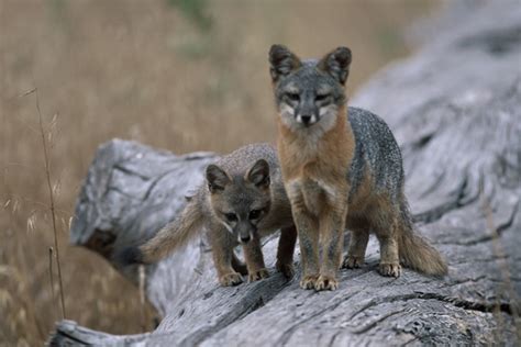 Island Fox Endangered No More