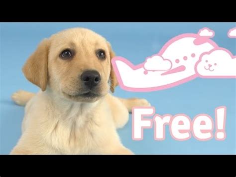 While your new puppy's sleep schedule might not (yet) be in sync with yours, there are still plenty of things you can do to help both of you get as much sleep as possible. Free Puppies Forever - The Puppy Subscription Service ...