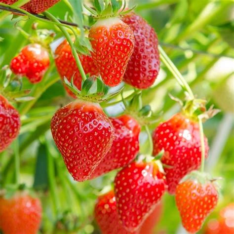 Check spelling or type a new query. STRAWBERRY Hapil | Bare Root Strawberry Plants for Sale UK